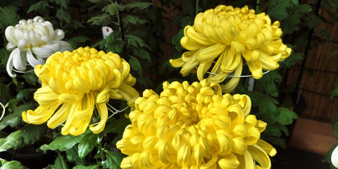 すがも中山道菊まつり